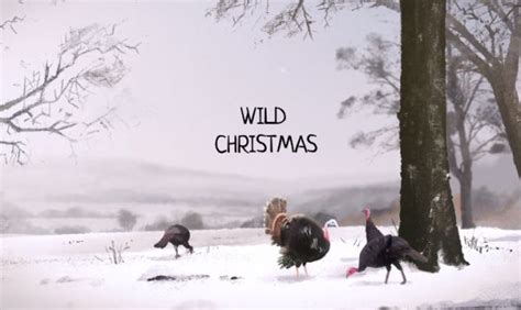 Wild Christmas Betsul