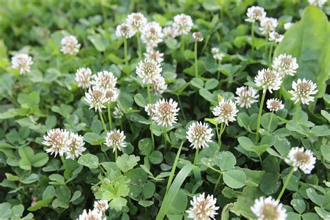 Wild Clover Betsul