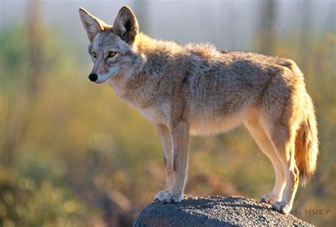 Wild Coyote Betsul