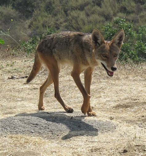 Wild Coyote Leovegas