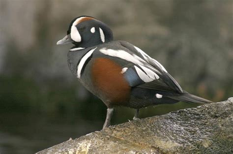 Wild Harlequin Betano