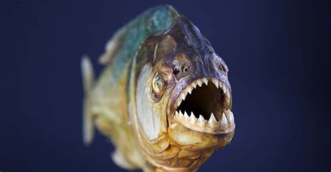 Wild Piranha Betsul