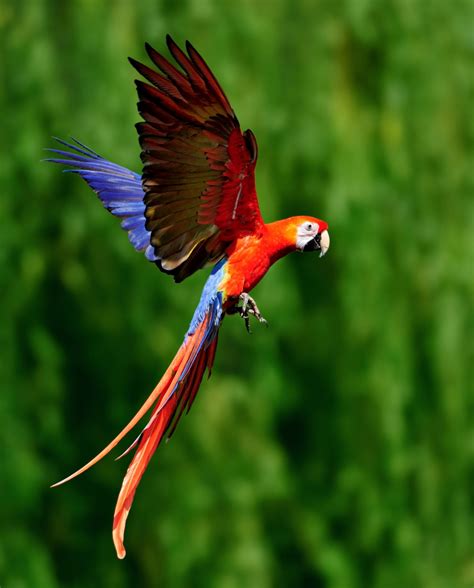 Wild Tropic Bird Betsul