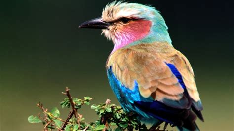 Wild Tropic Bird Bwin