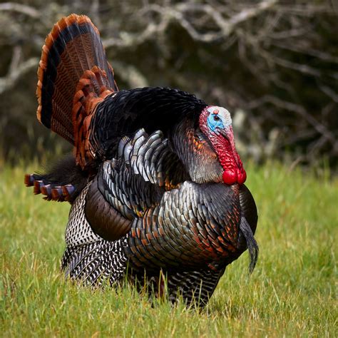 Wild Turkey Betsul