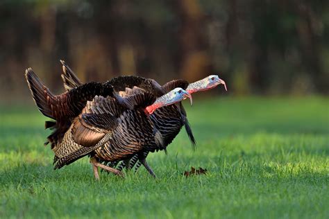 Wild Turkey Maquina De Fenda