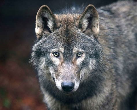 Wild Wolf Brabet