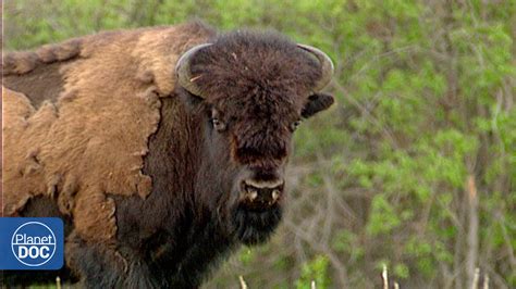 Wild Wood Buffalo Bet365