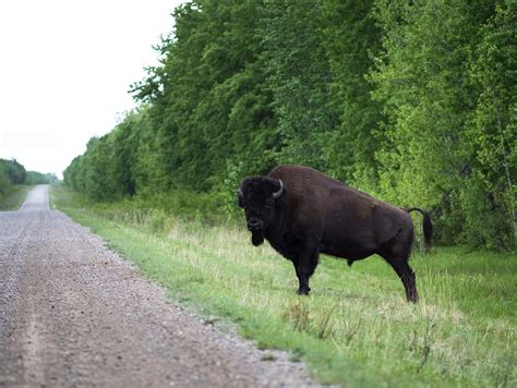 Wild Wood Buffalo Parimatch