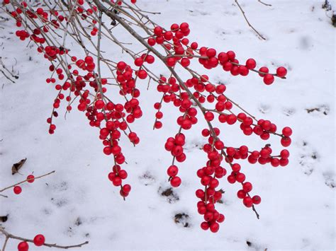 Winter Berries Parimatch
