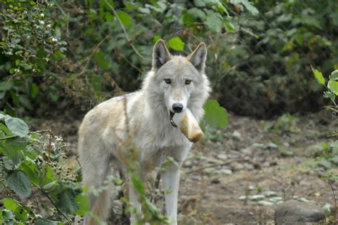 Wolf Haven Brabet