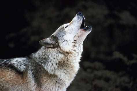 Wolf Howl Bodog